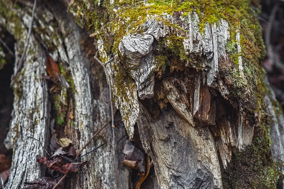 Congaree National Park Moss Covered Decaying Wood, Congaree, South Carolina · United States