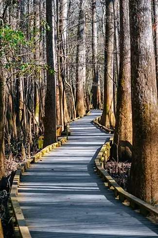 Congaree National Park Winding Forest Boardwalk, South Carolina