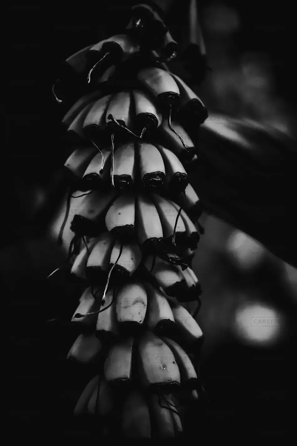 Conservatory of Flowers Ethereal Banana Yucca Bloom Silhouette, San Francisco, California · United States