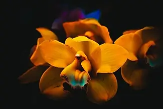 Conservatory of Flowers Golden Orchid Embrace, San Francisco, California