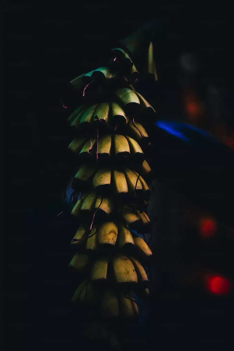 Conservatory of Flowers Nocturnal Banana Yucca Spiral, San Francisco, California · United States