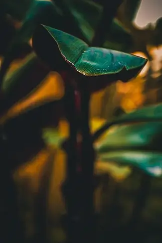 Conservatory of Flowers Verdant Fronds Of Ficus Elastica Rubber Plant in Shadow, San Francisco, California
