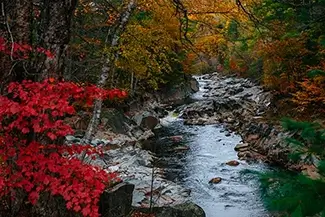 Coos Canyon Creek Amidst Scarlet Leaves, Byron, Maine