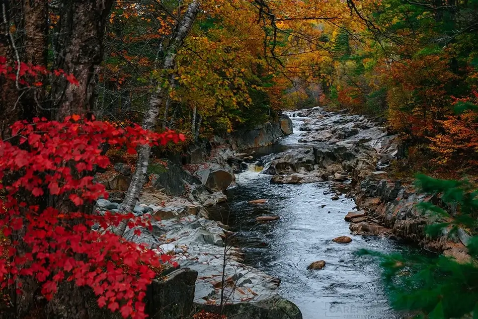Coos Canyon Creek Amidst Scarlet Leaves, Byron, Maine · United States