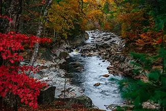 Coos Canyon Creek Winding Through Scarlet Leaves, Byron, Maine