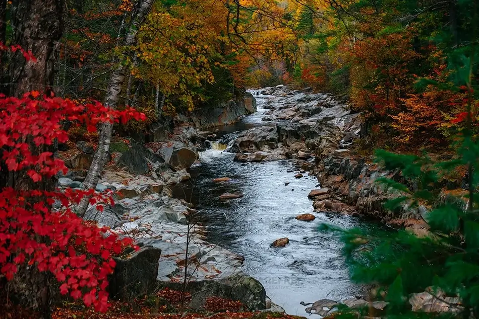 Coos Canyon Creek Winding Through Scarlet Leaves, Byron, Maine · United States