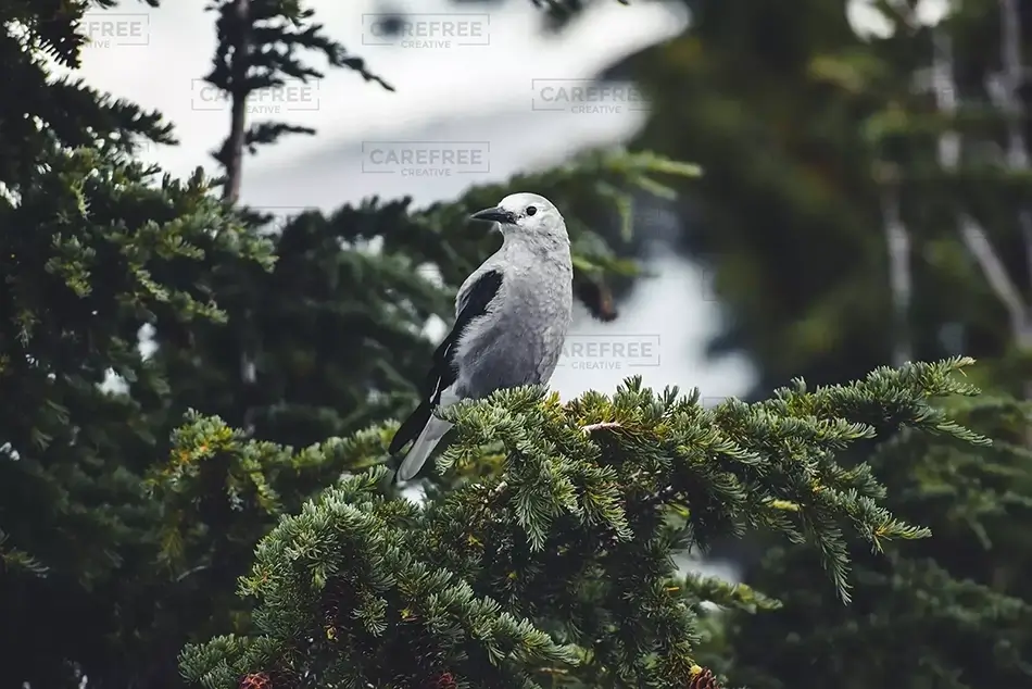 Crater Lake National Park Lone Clark’s Nutcrackers Bird Watch, Oregon · United States