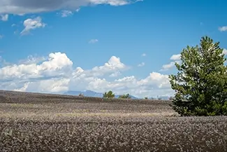 Craters Of The Moon National Monument Wildflower Landscape, Arco, Idaho