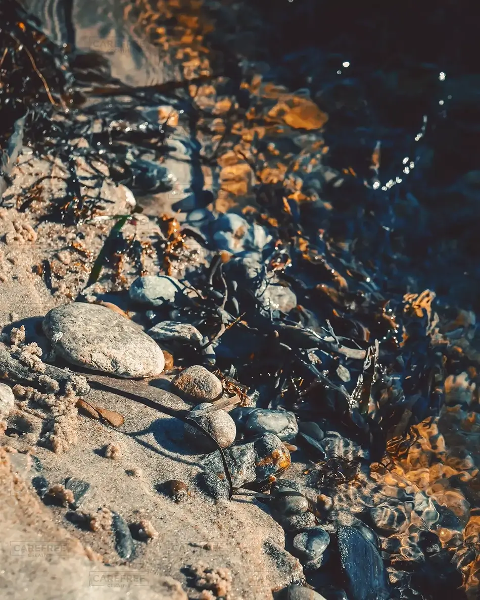 Crescent Beach State Park Pebbles and Seaweed at Water’s Edge, Cape Elizabeth, Maine · United States