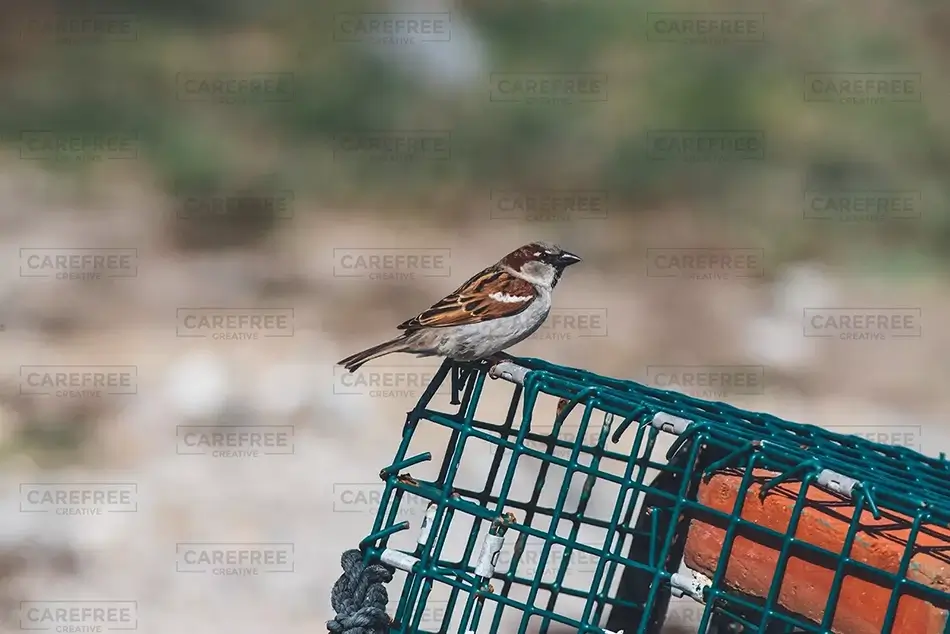 House Sparrow Perched Atop Lobster Trap, Harpswell, Maine · United States