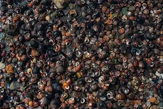 Macro Periwinkle Shells Coastal Blanket, Harpswell, Maine