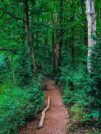 Crystal Springs Creek Forest Trail Immersion, Portland, Oregon