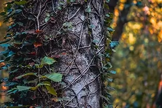 Crystal Springs Creek Bark Detail in Nature’s Palette, Portland, Oregon
