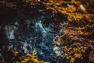 Cuyahoga National Park Cobweb Delicacy, Ohio