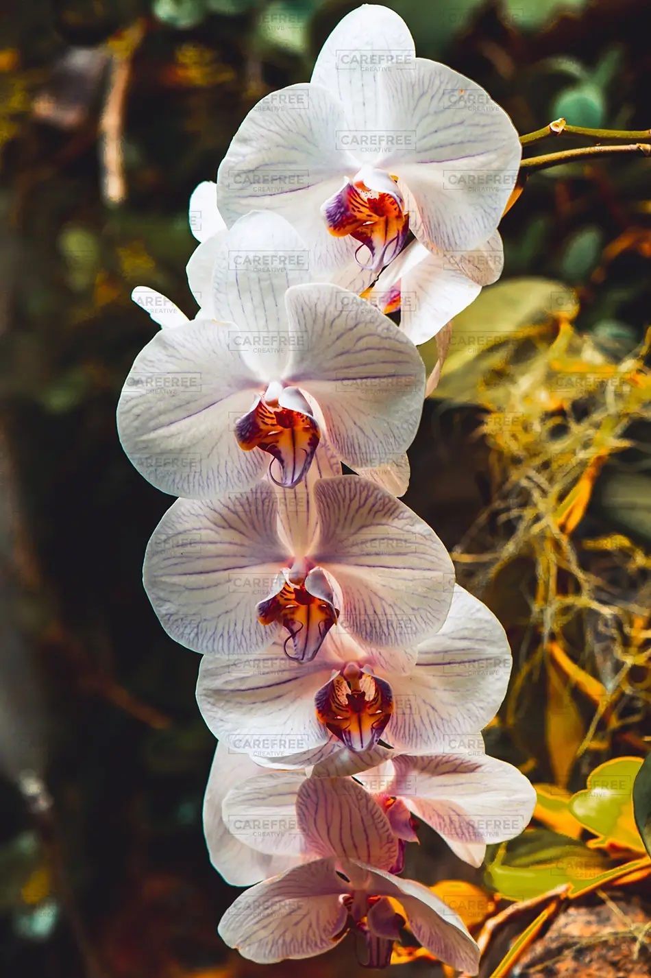 Denver Botanical Garden White Striped Orchid Flowers, Denver, Colorado · United States
