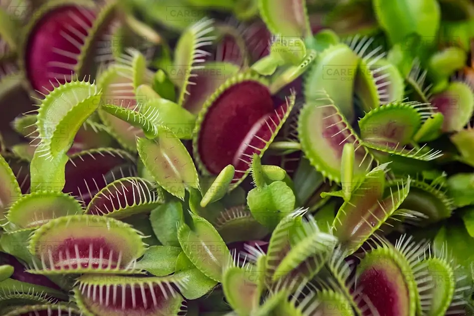 Denver Botanical Garden Carnivorous Venus Flytrap Plants, Denver, Colorado · United States