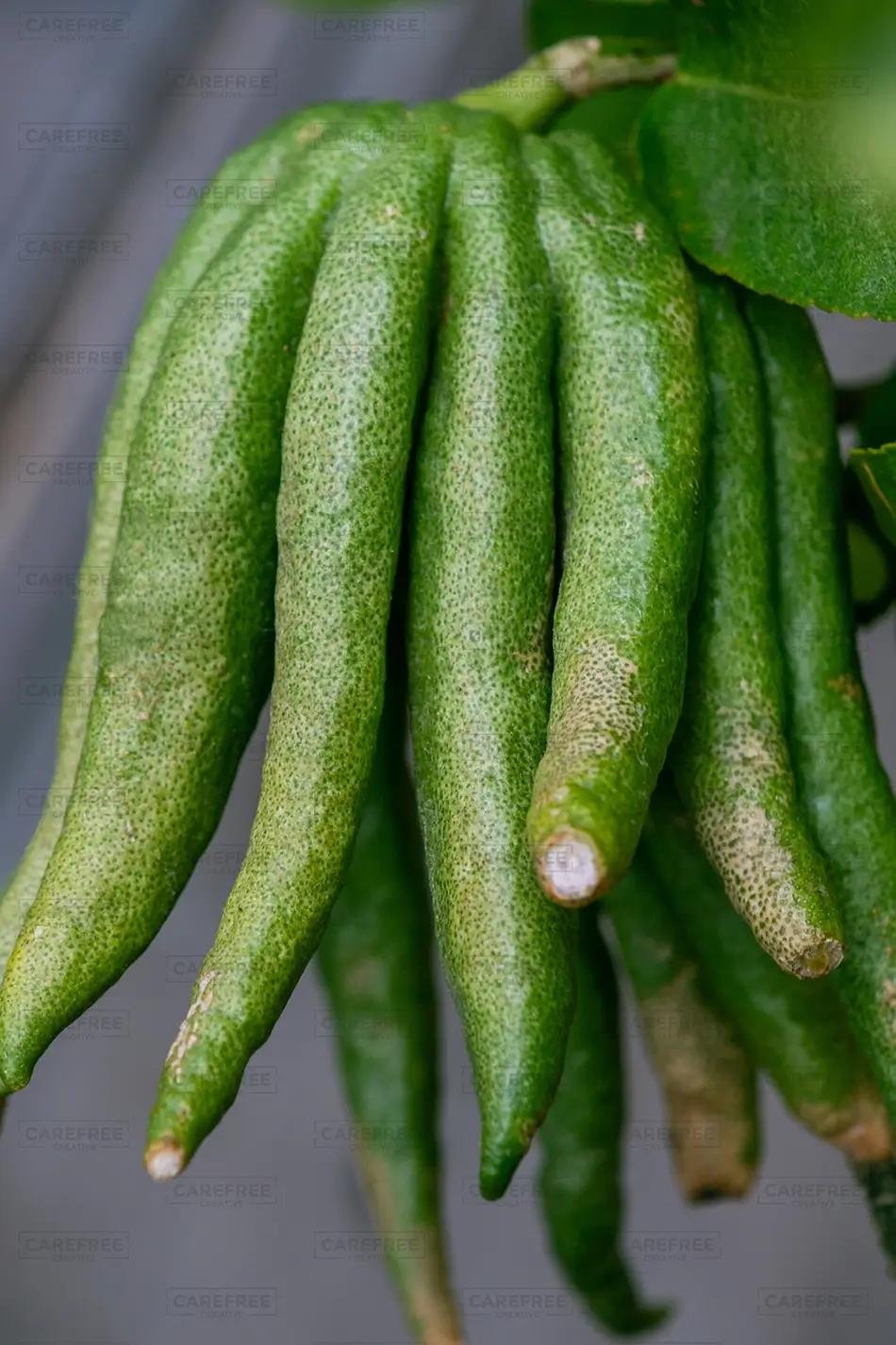 Denver Botanical Garden Exotic Buddhas Hand Fruit, Denver, Colorado · United States