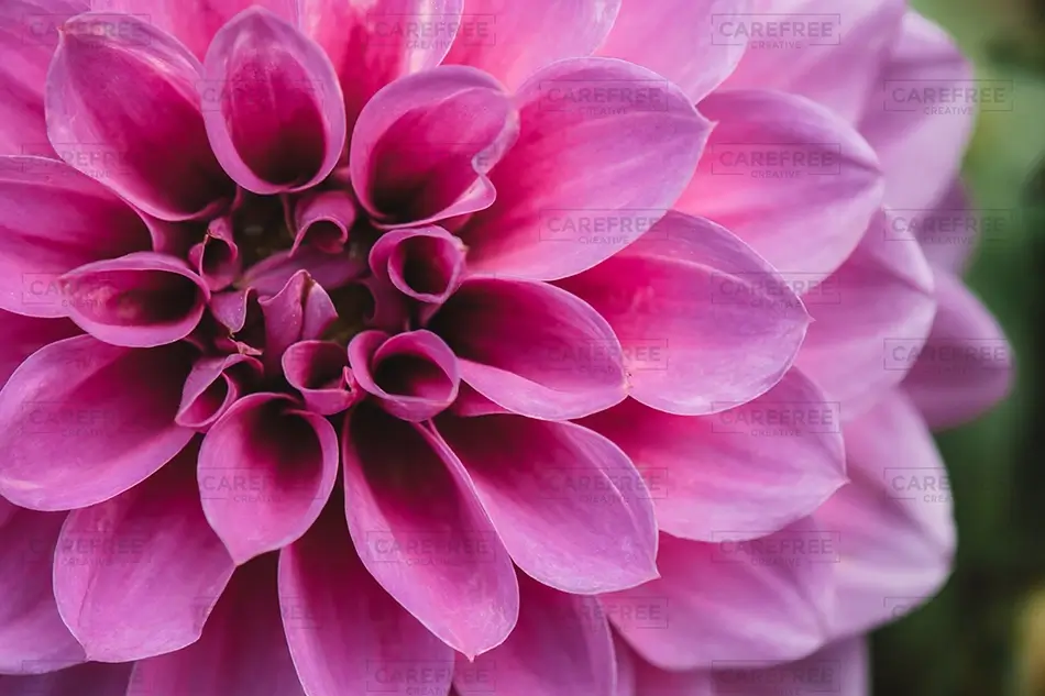 Denver Botanical Garden Vibrant Pink Dahlia Closeup, Denver, Colorado · United States