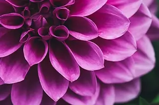 Denver Botanical Garden Purple Dahlia Macro Intricate Layered Velvety Petals, Denver, Colorado