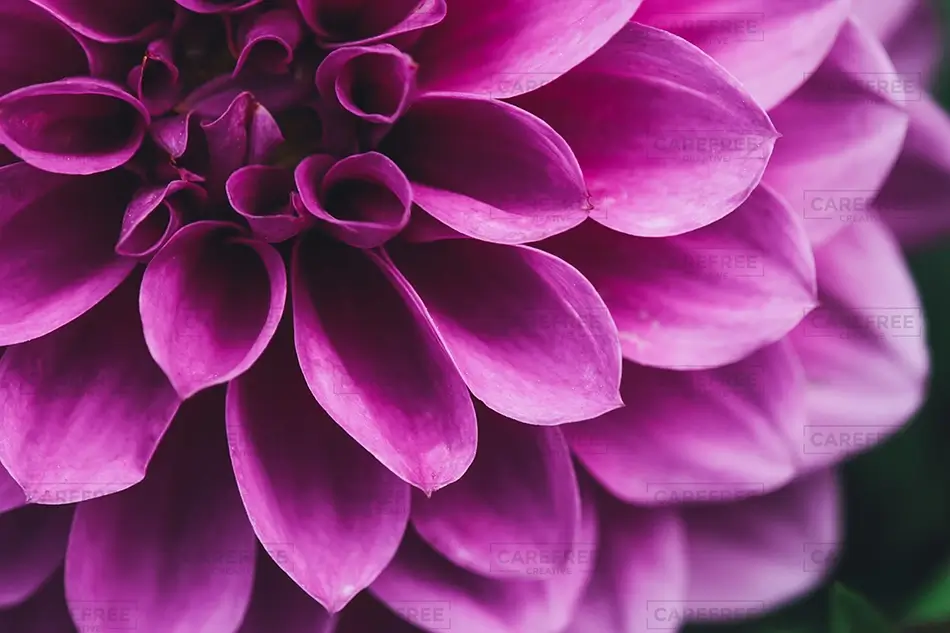 Denver Botanical Garden Purple Dahlia Macro Intricate Layered Velvety Petals, Denver, Colorado · United States