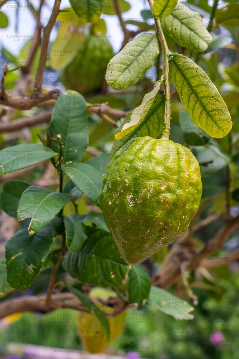 Denver Botanical Garden Bumpy Green Citron, Denver, Colorado · United States