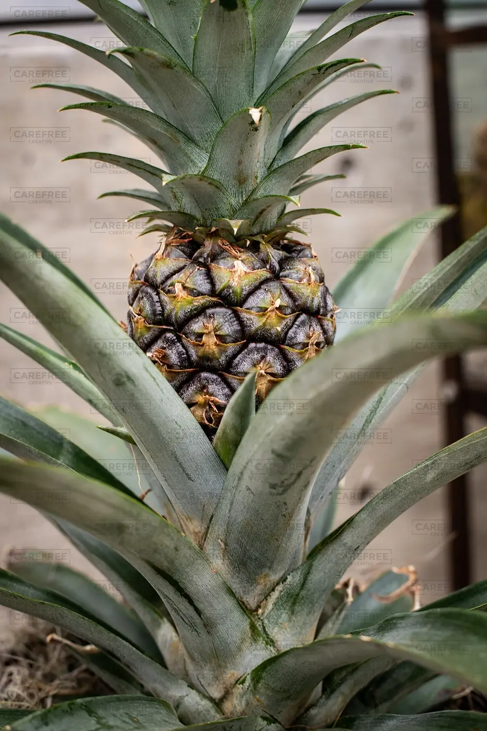 Denver Botanical Garden Unripe Green Pineapple Plant Detail, Denver, Colorado · United States