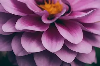 Denver Botanical Garden Layered Pink Dahlia, Denver, Colorado
