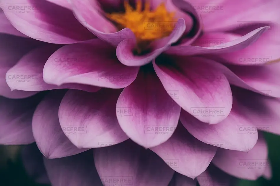 Denver Botanical Garden Layered Pink Dahlia, Denver, Colorado · United States