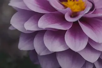 Denver Botanical Garden Purple Dahlia Closeup, Denver, Colorado
