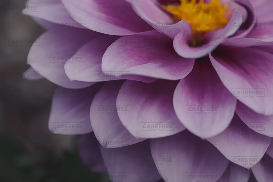 Denver Botanical Garden Purple Dahlia Closeup, Denver, Colorado · United States