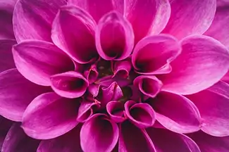 Denver Botanical Garden Magenta Dahlia Petals, Denver, Colorado