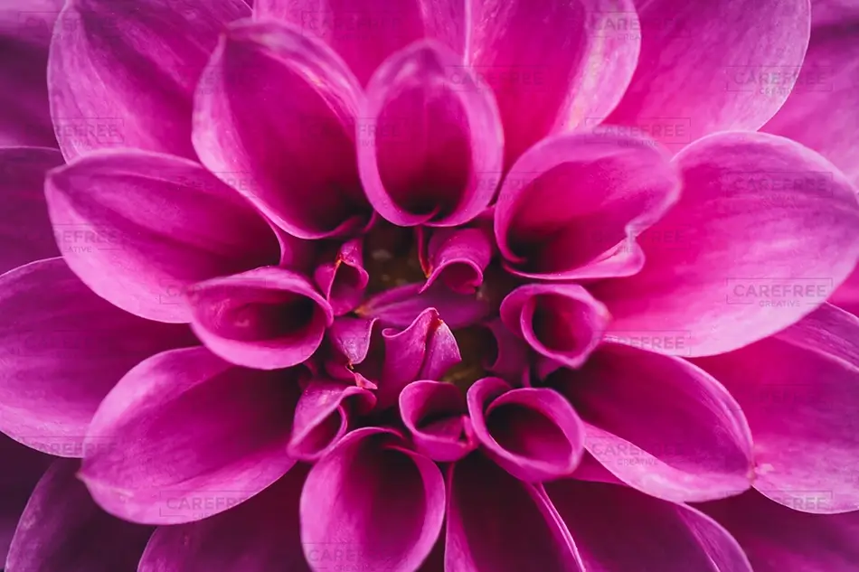 Denver Botanical Garden Magenta Dahlia Petals, Denver, Colorado · United States