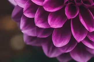 Denver Botanical Garden Purple Dahlia Petals, Denver, Colorado