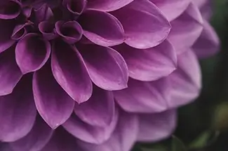 Denver Botanical Garden Purple Petals Closeup, Denver, Colorado