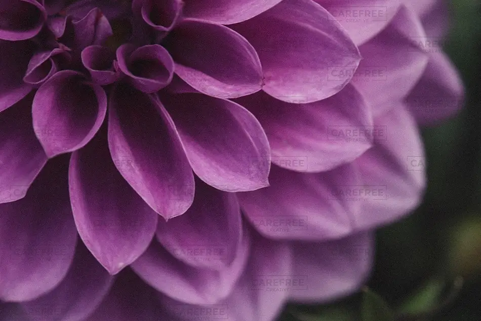 Denver Botanical Garden Purple Petals Closeup, Denver, Colorado · United States