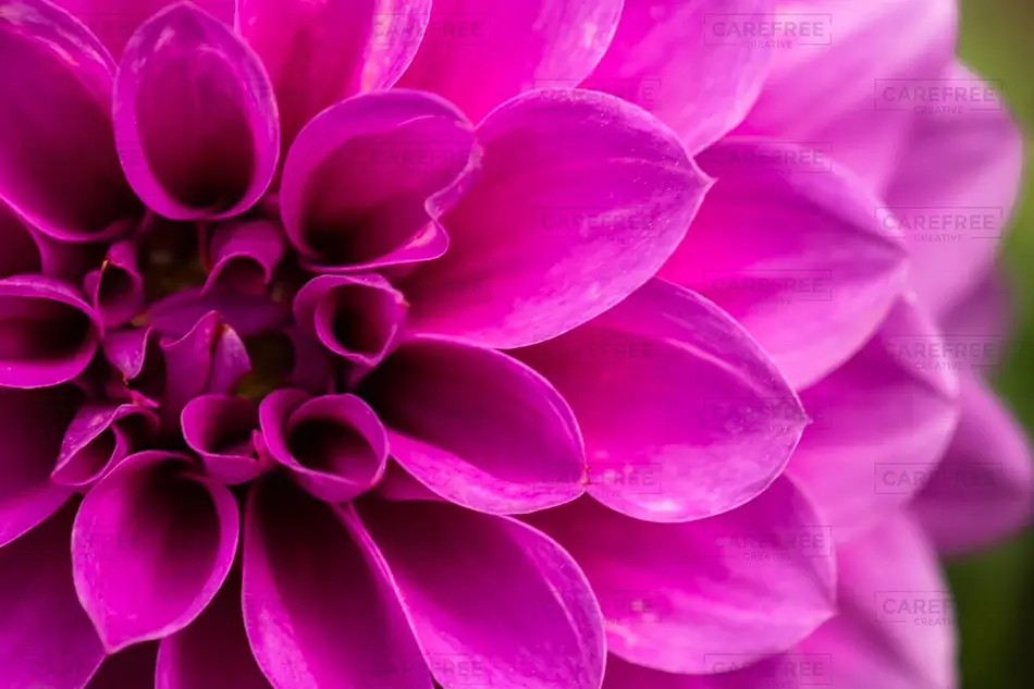 Denver Botanical Garden Magenta Dahlia Petals, Denver, Colorado · United States