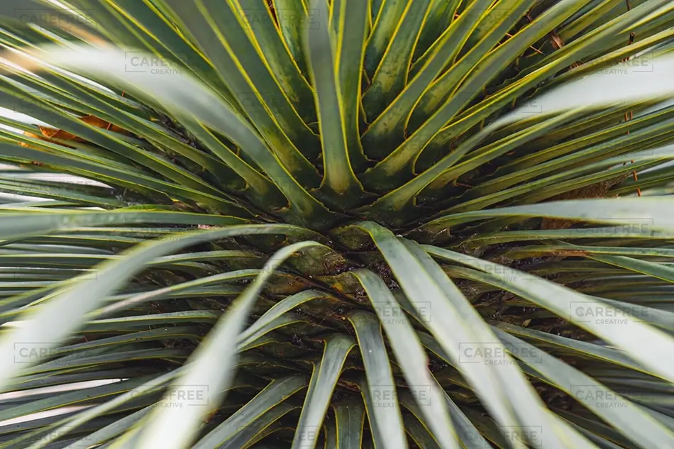 Denver Botanical Garden Succulent Green Leaves, Denver, Colorado · United States