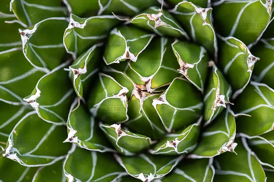 Denver Botanical Garden Agave Geometric White Patterned, Denver, Colorado · United States