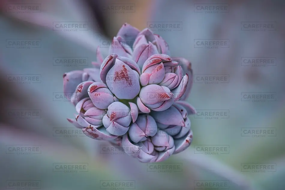 Denver Botanical Garden Purple Crested Succulent, Denver, Colorado · United States