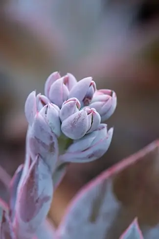 Denver Botanical Garden Frosted Pink Succulent Buds, Denver, Colorado