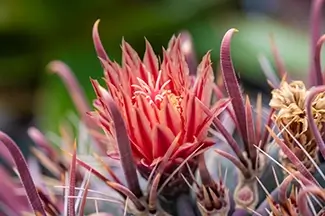 Denver Botanical Garden Red Cactus Flower Close-Up, Denver, Colorado