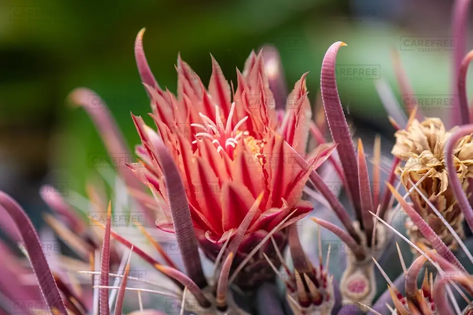 Denver Botanical Garden Red Cactus Flower Close-Up, Denver, Colorado · United States