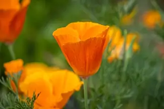 Denver Botanical Garden Orange California Poppy Flower, Denver, Colorado