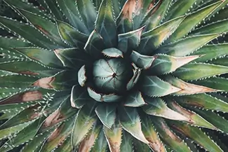 Denver Botanical Garden Agave Spiky Rosette, Denver, Colorado