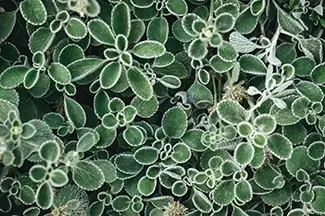 Denver Botanical Garden Fuzzy Edged Green Leaves, Denver, Colorado