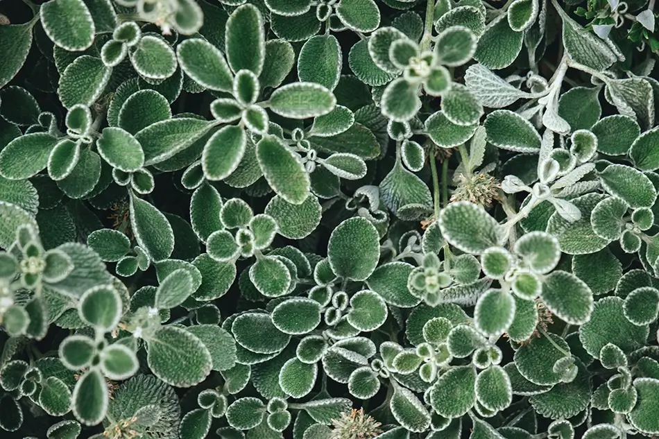 Denver Botanical Garden Fuzzy Edged Green Leaves, Denver, Colorado · United States