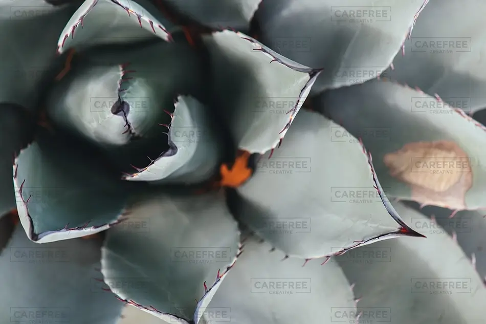 Denver Botanical Garden Spiky Blue Agave Rosette, Denver, Colorado · United States