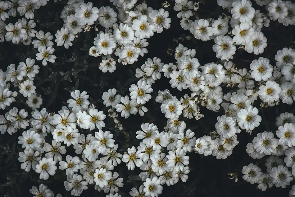 Denver Botanical Garden Small White Flowers With Yellow Centers, Denver, Colorado · United States