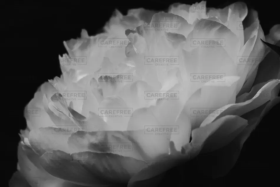 Denver Botanical Garden Grayscale Peony Bloom, Denver, Colorado · United States