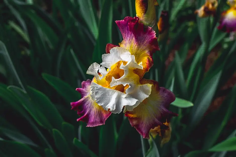 Denver Botanical Garden White Yellow Purple Iris, Denver, Colorado · United States